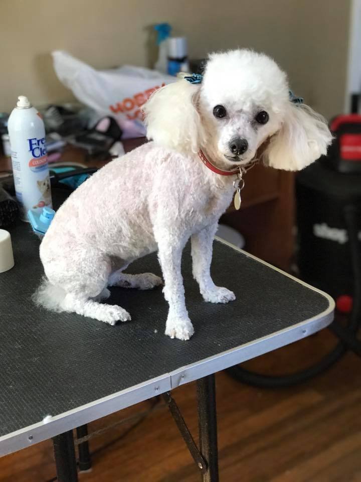 Barks and Bubbles photo