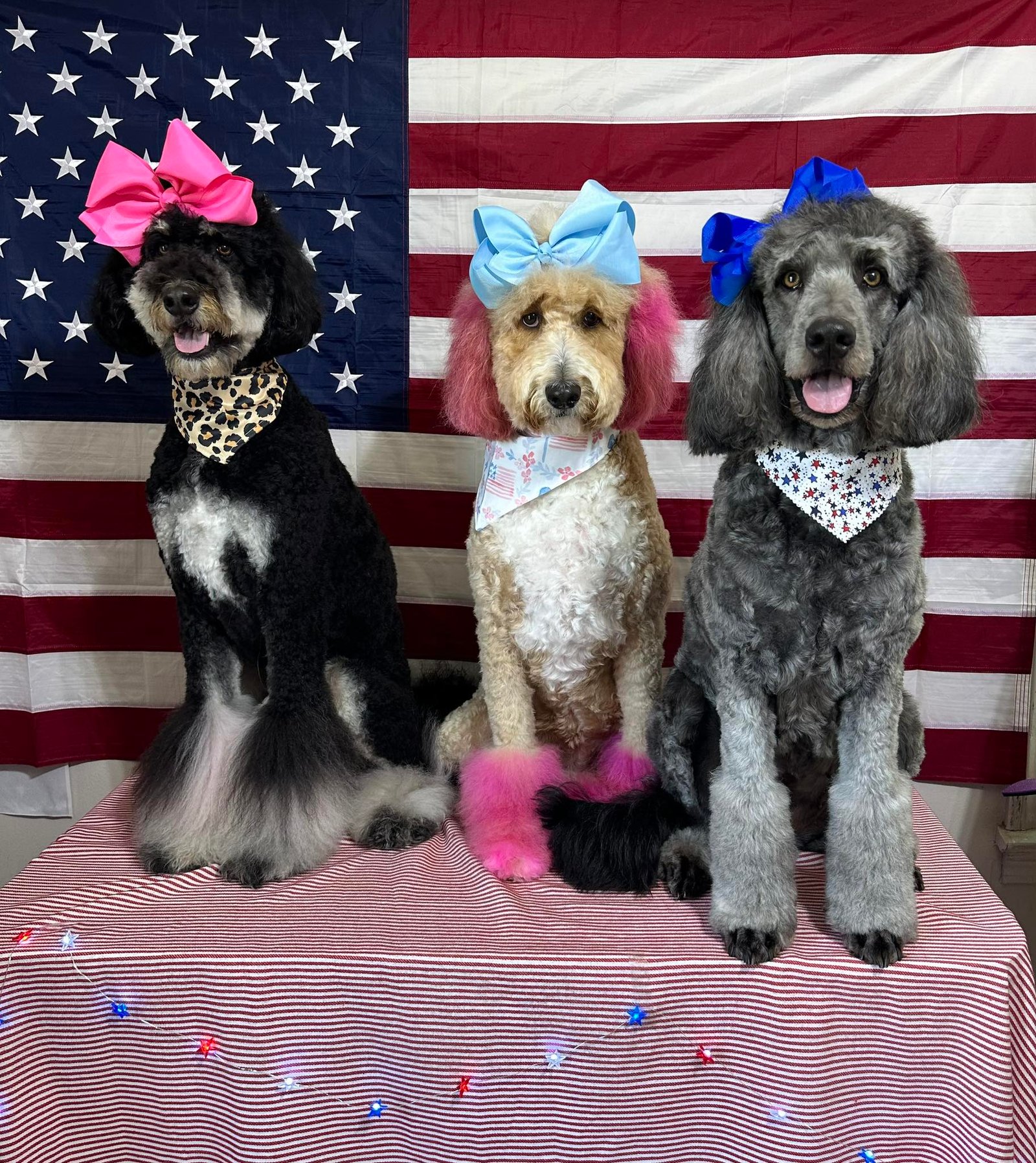 Barks and Bubbles photo