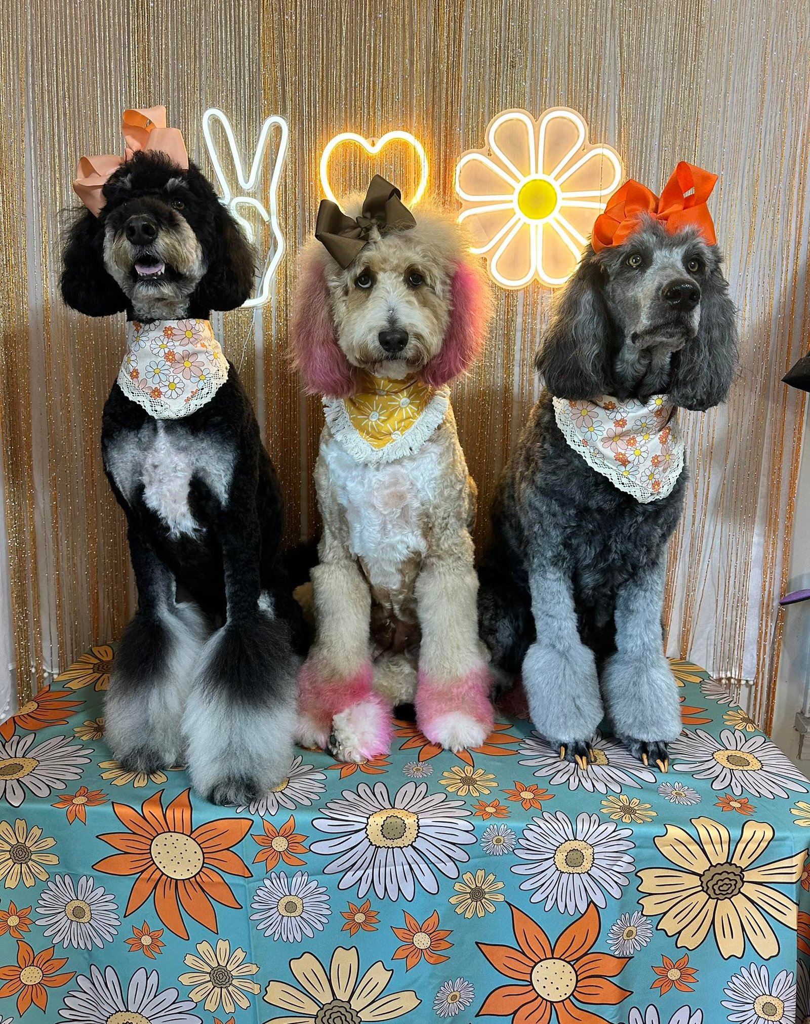 Barks and Bubbles photo