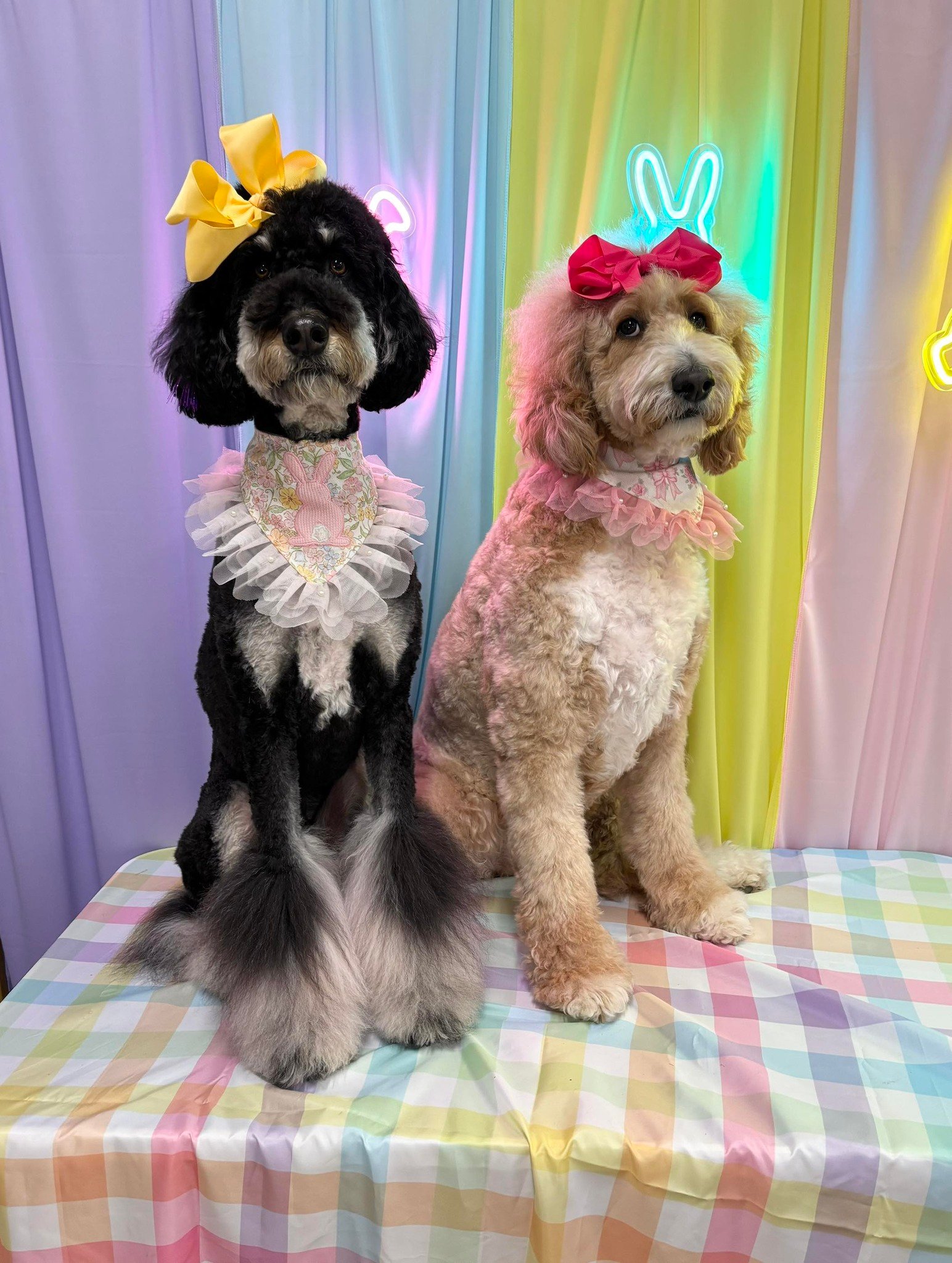 Barks and Bubbles photo