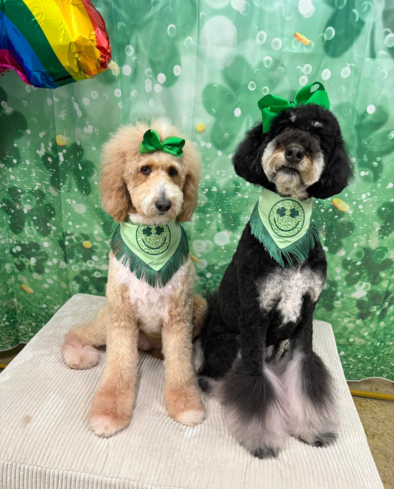 Barks and Bubbles photo