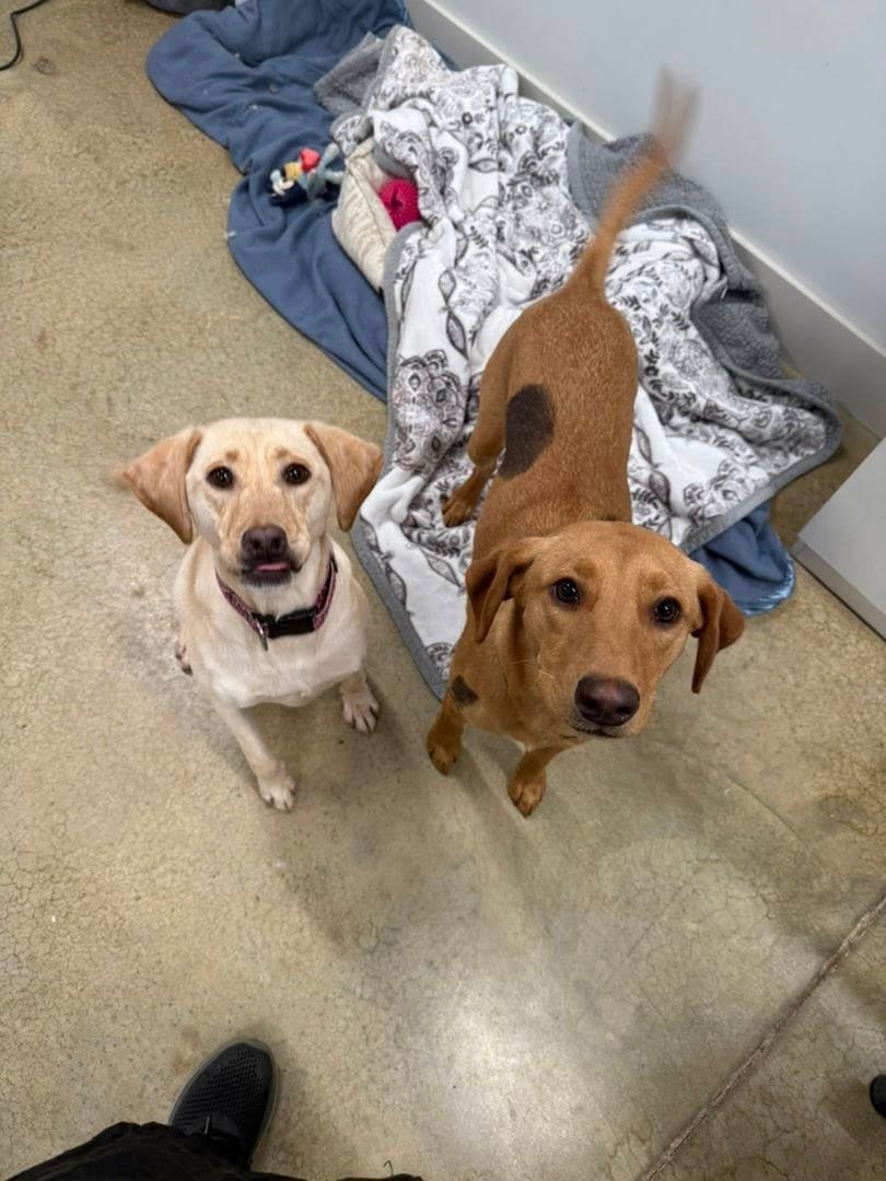 Barks and Bubbles photo