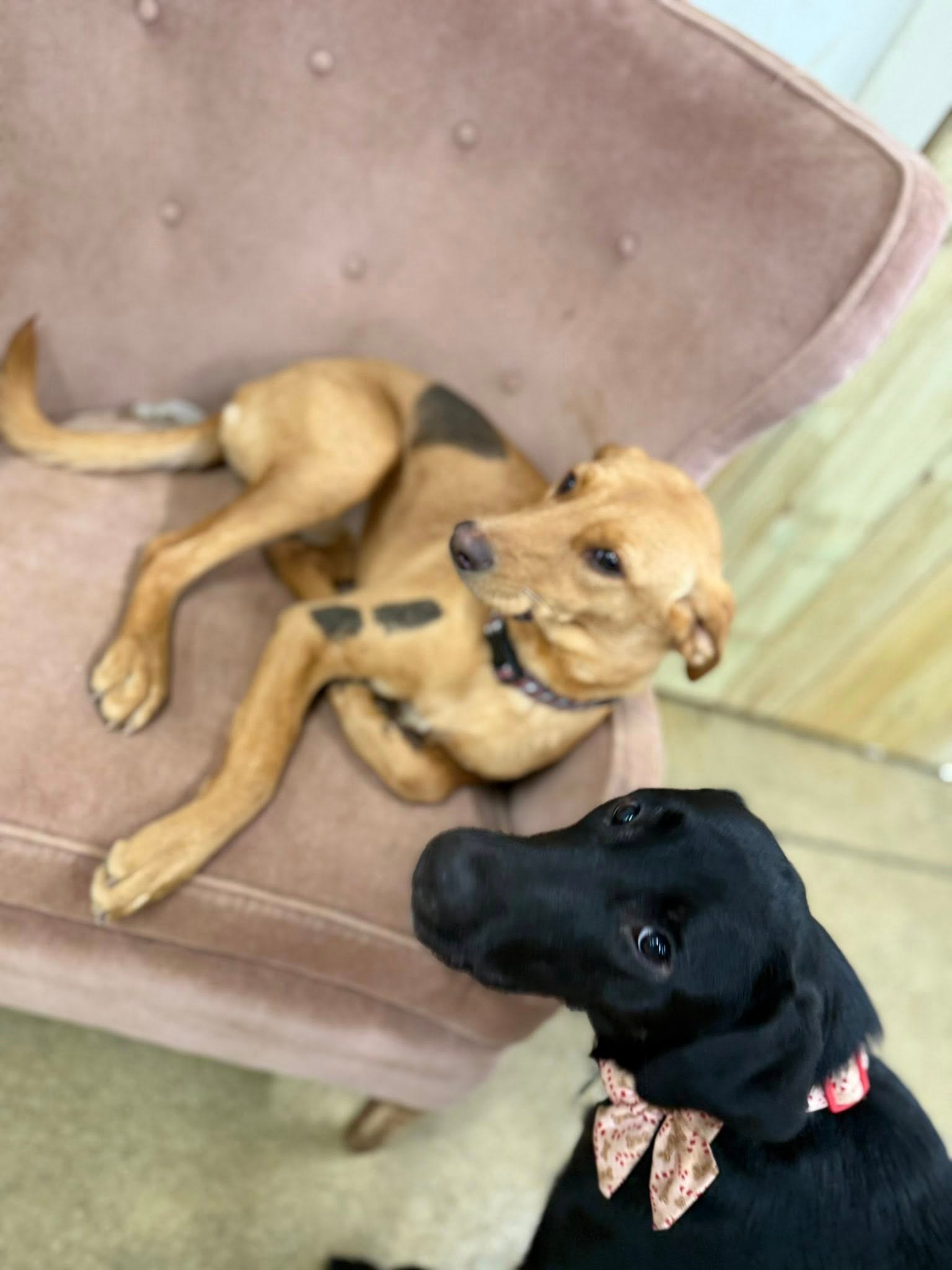 Barks and Bubbles photo