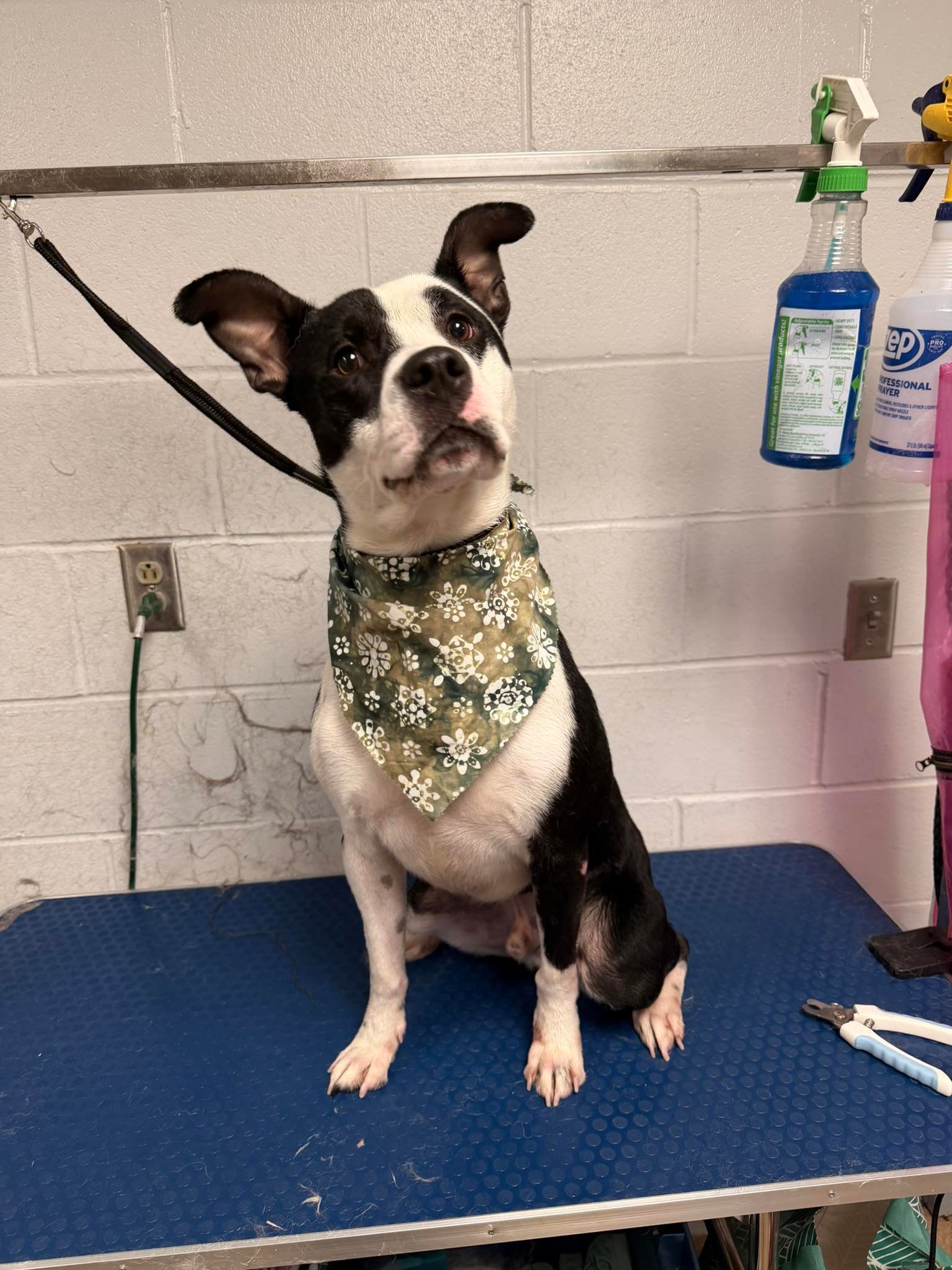 Barks and Bubbles photo