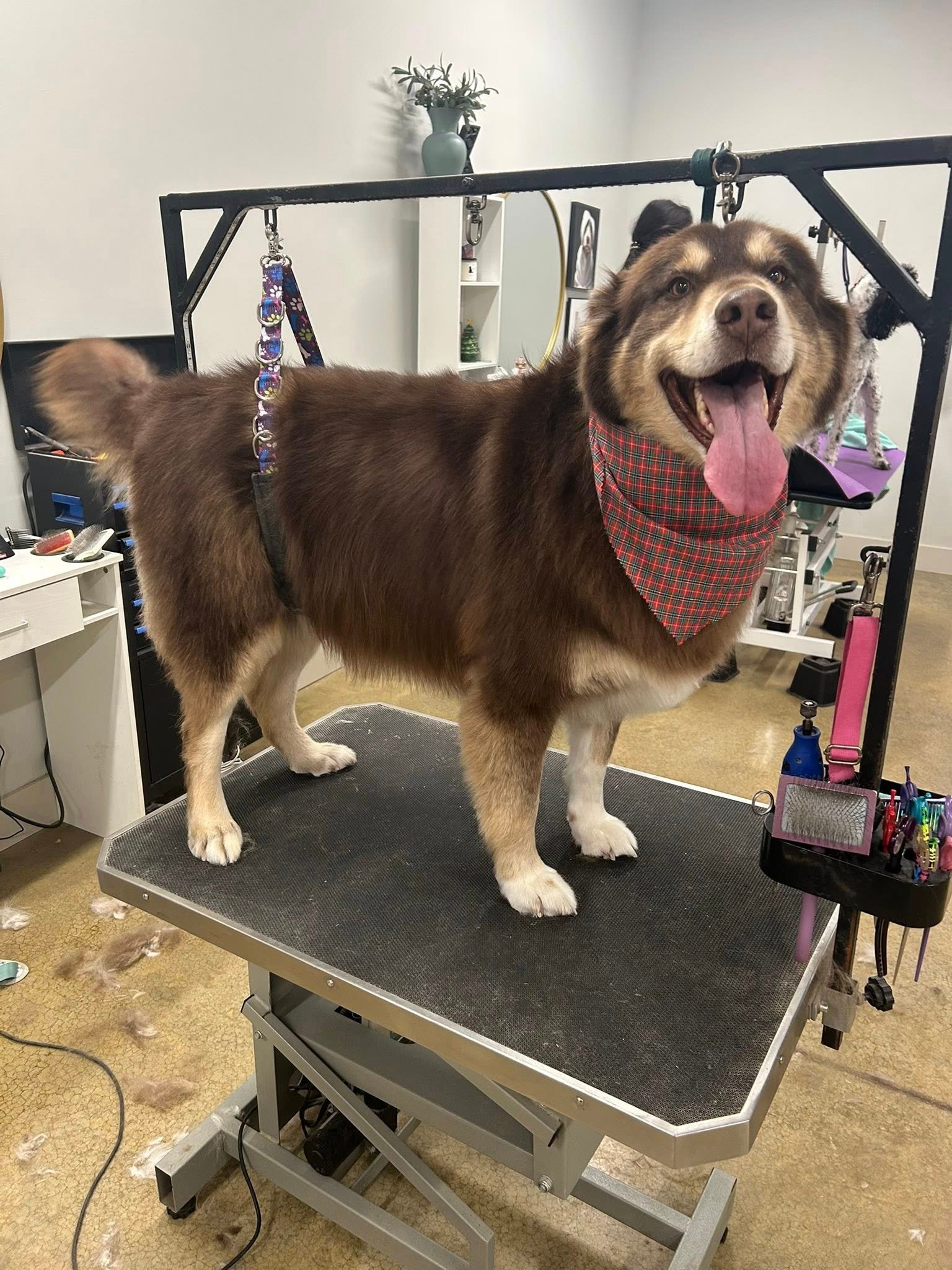 Barks and Bubbles photo