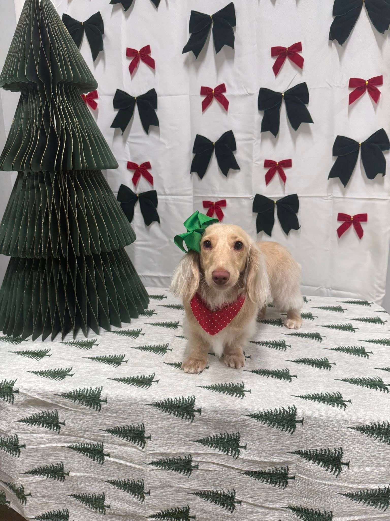 Barks and Bubbles photo