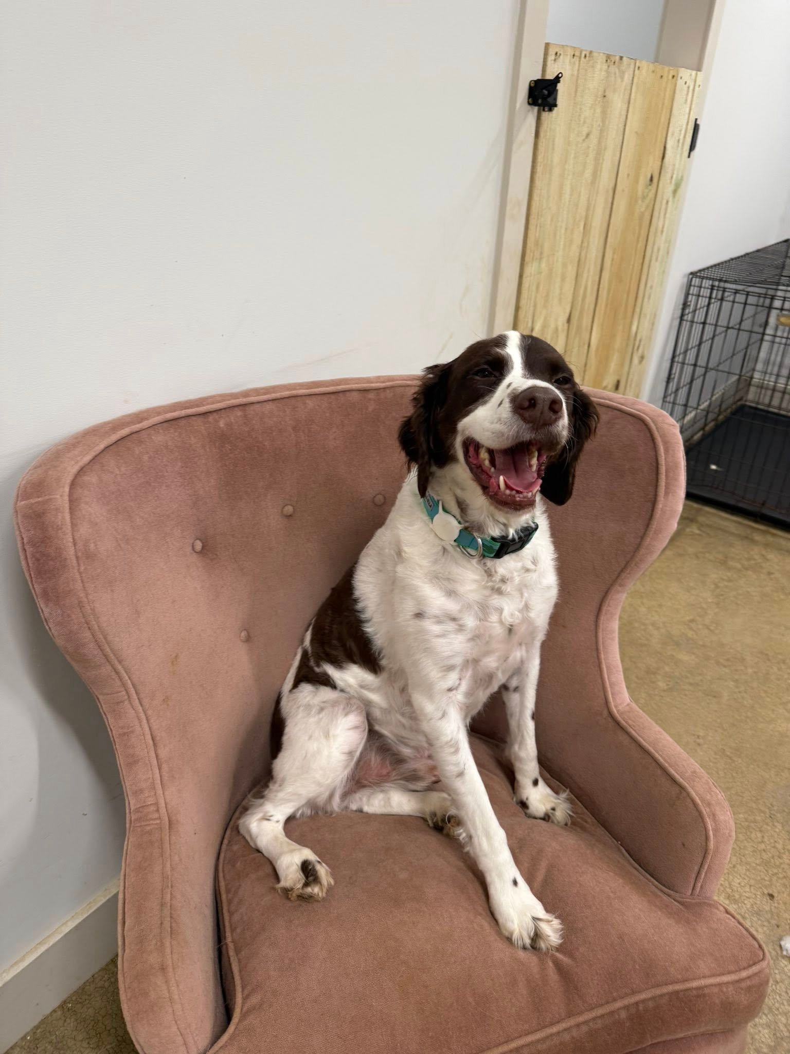 Barks and Bubbles photo