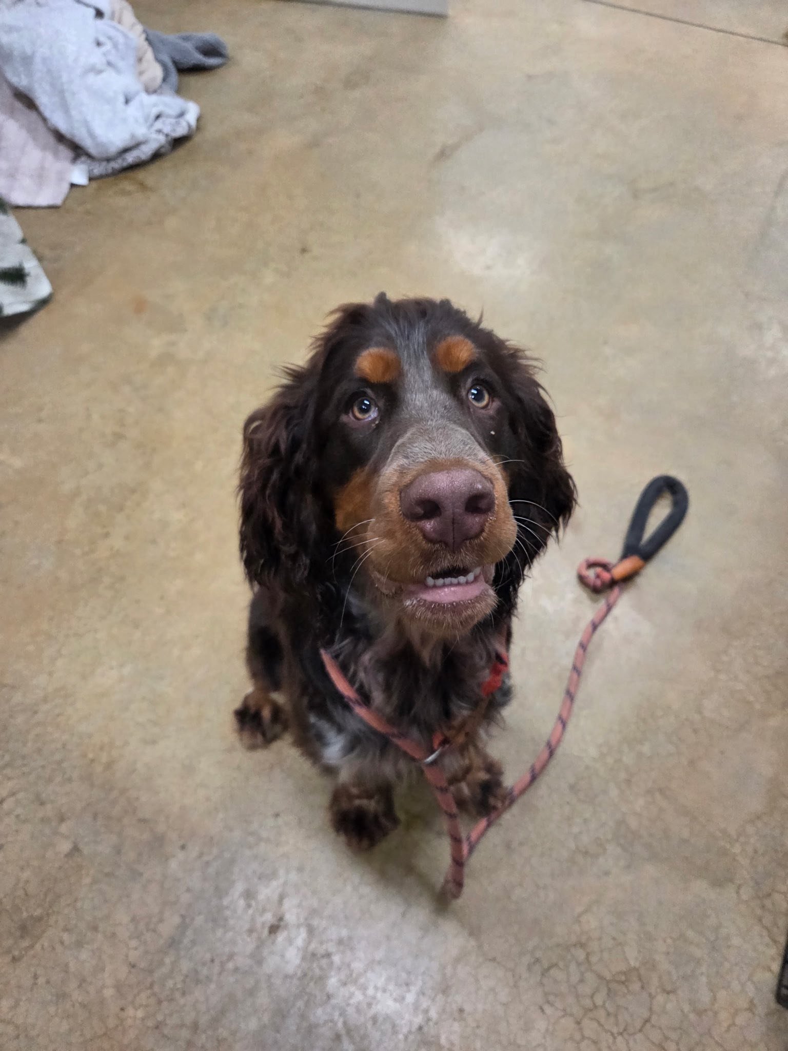 Barks and Bubbles photo