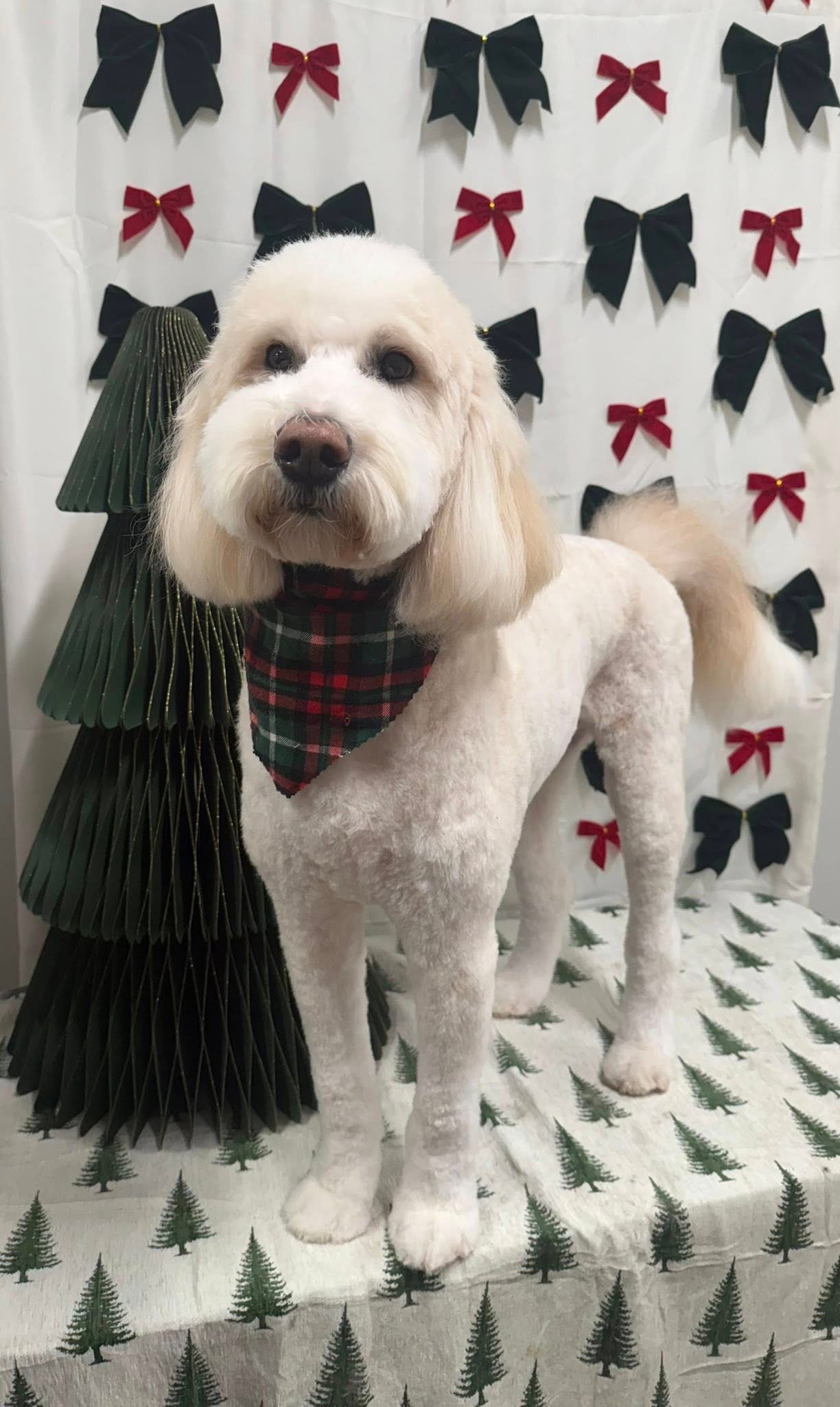 Barks and Bubbles photo