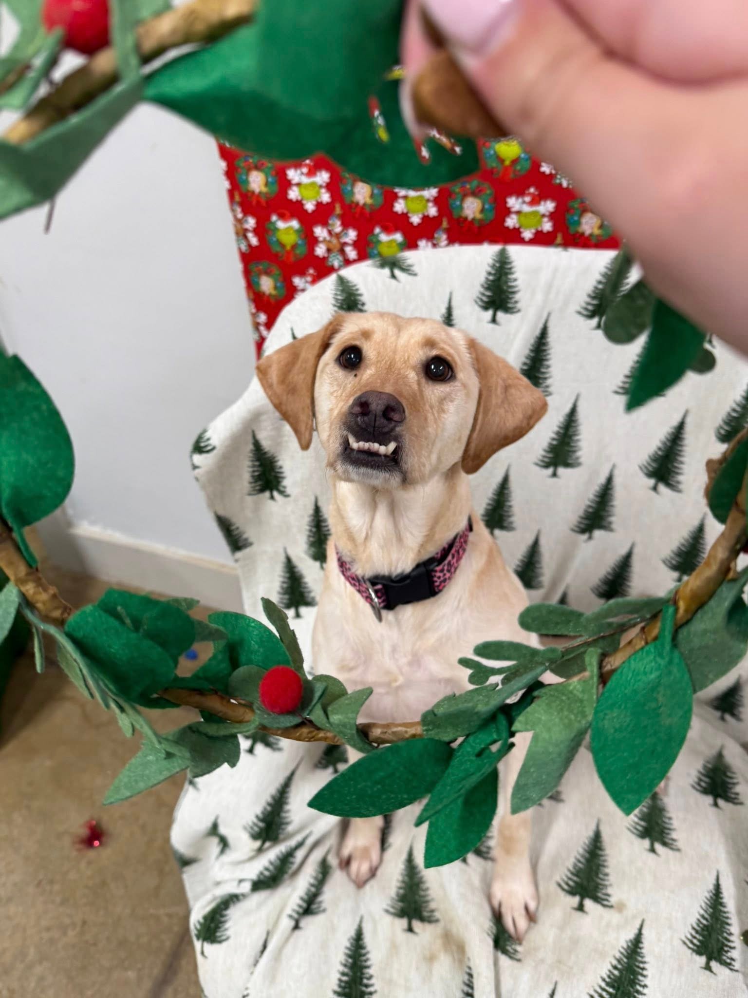 Barks and Bubbles photo