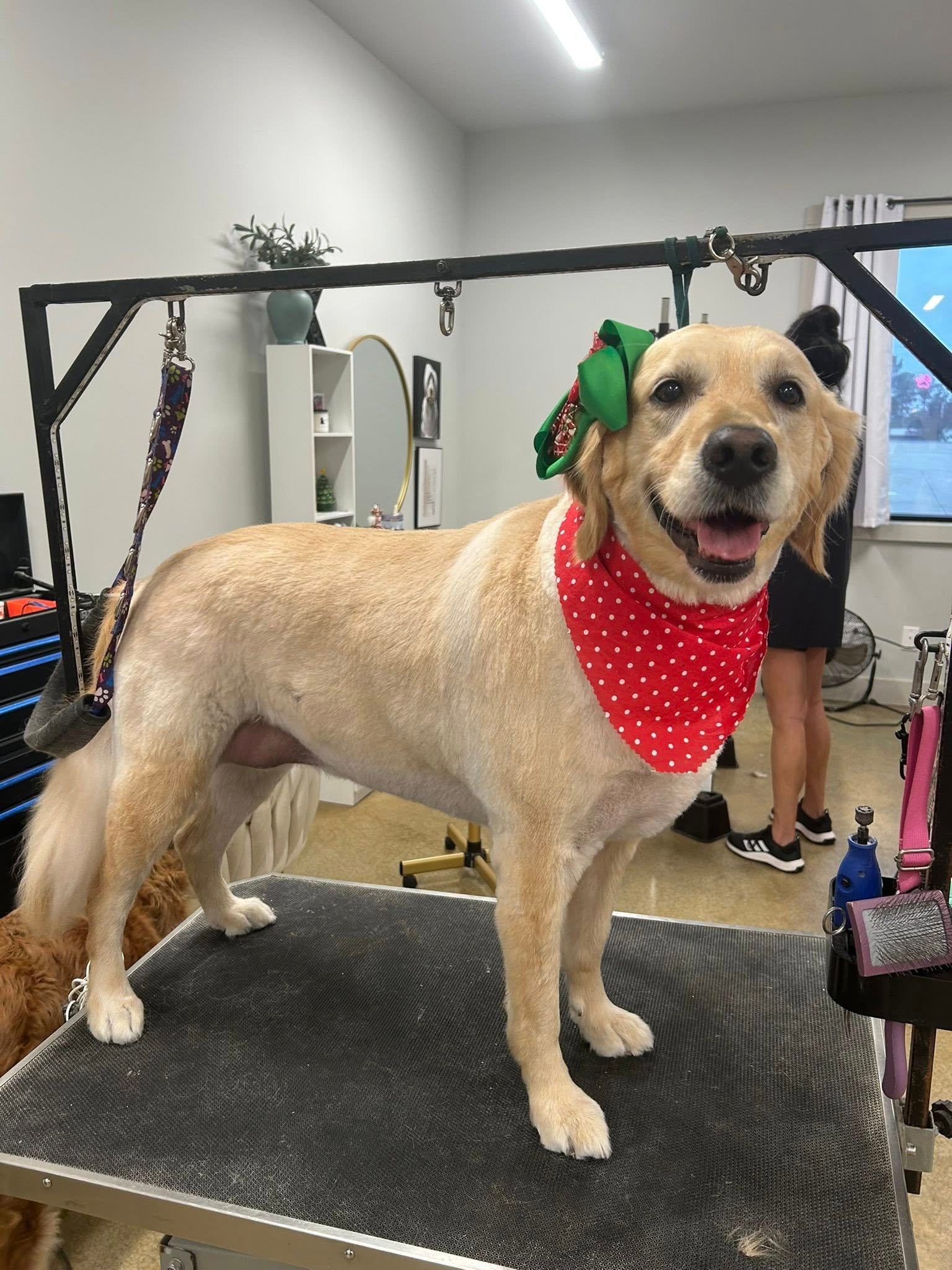 Barks and Bubbles photo