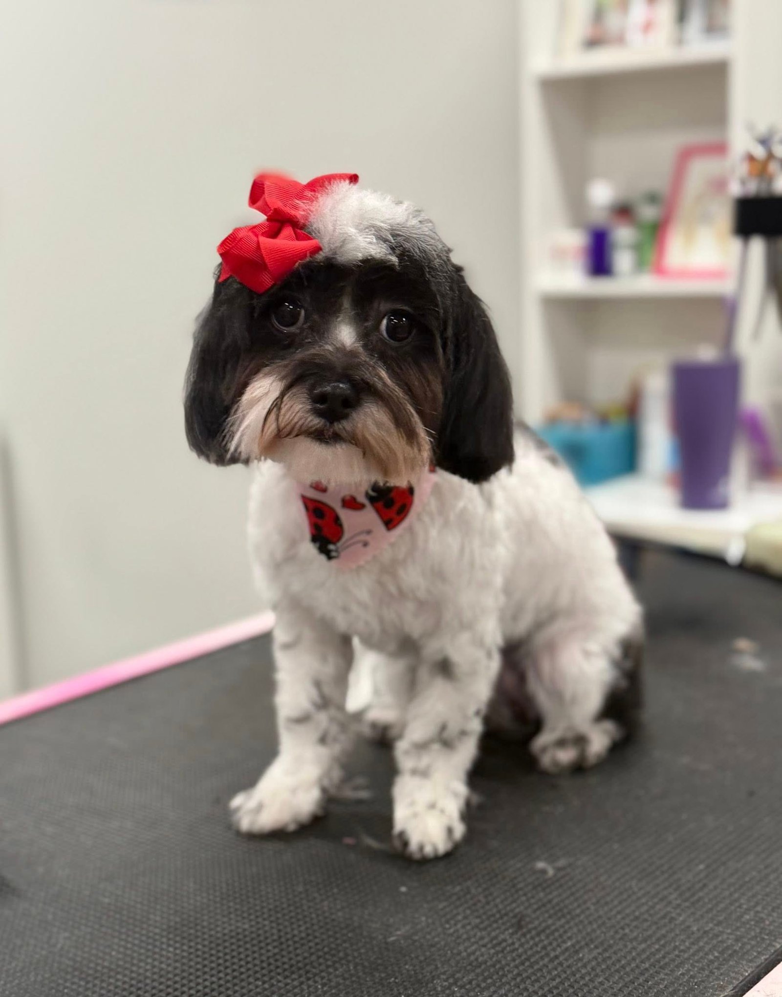 Barks and Bubbles photo