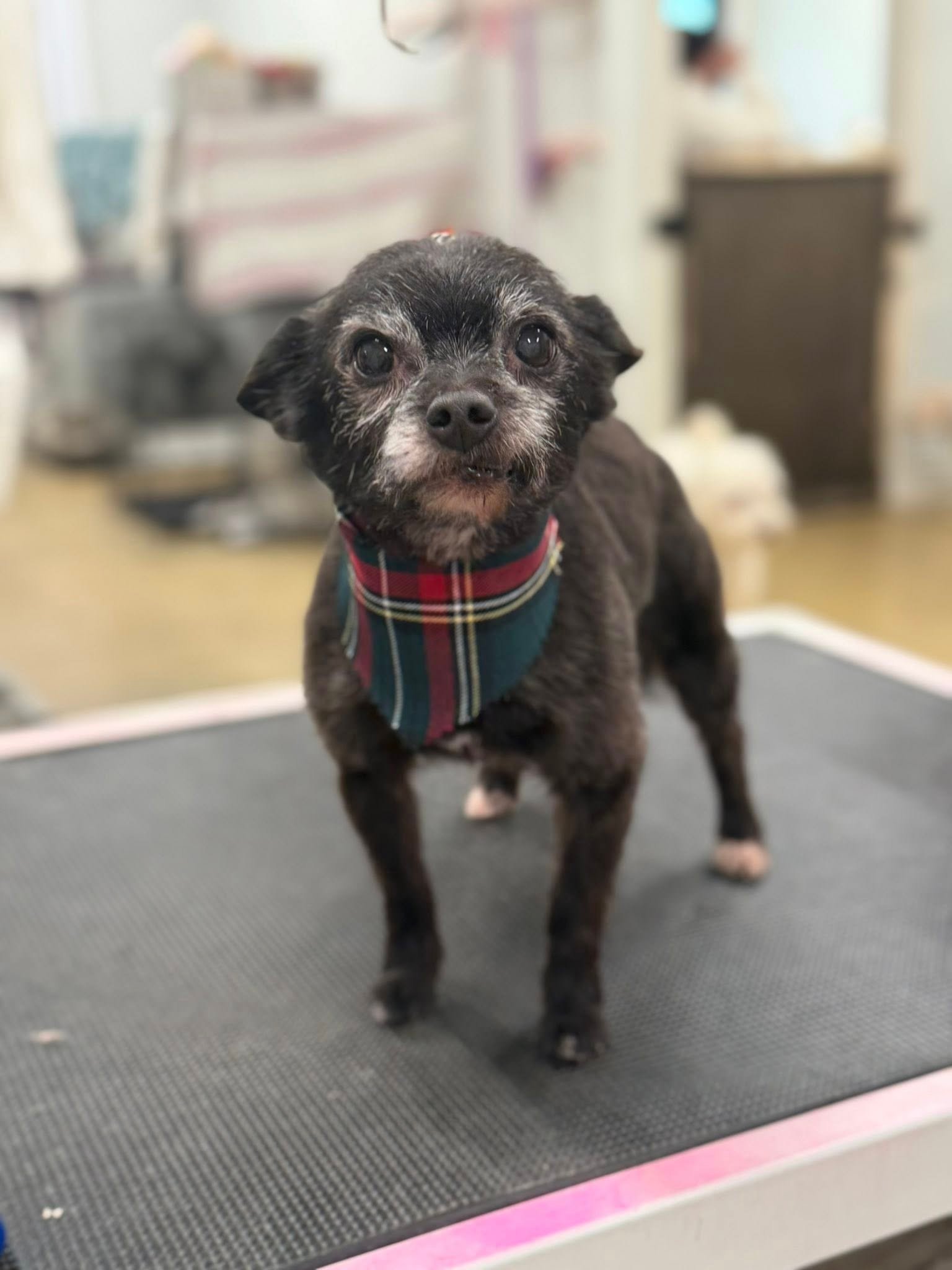 Barks and Bubbles photo