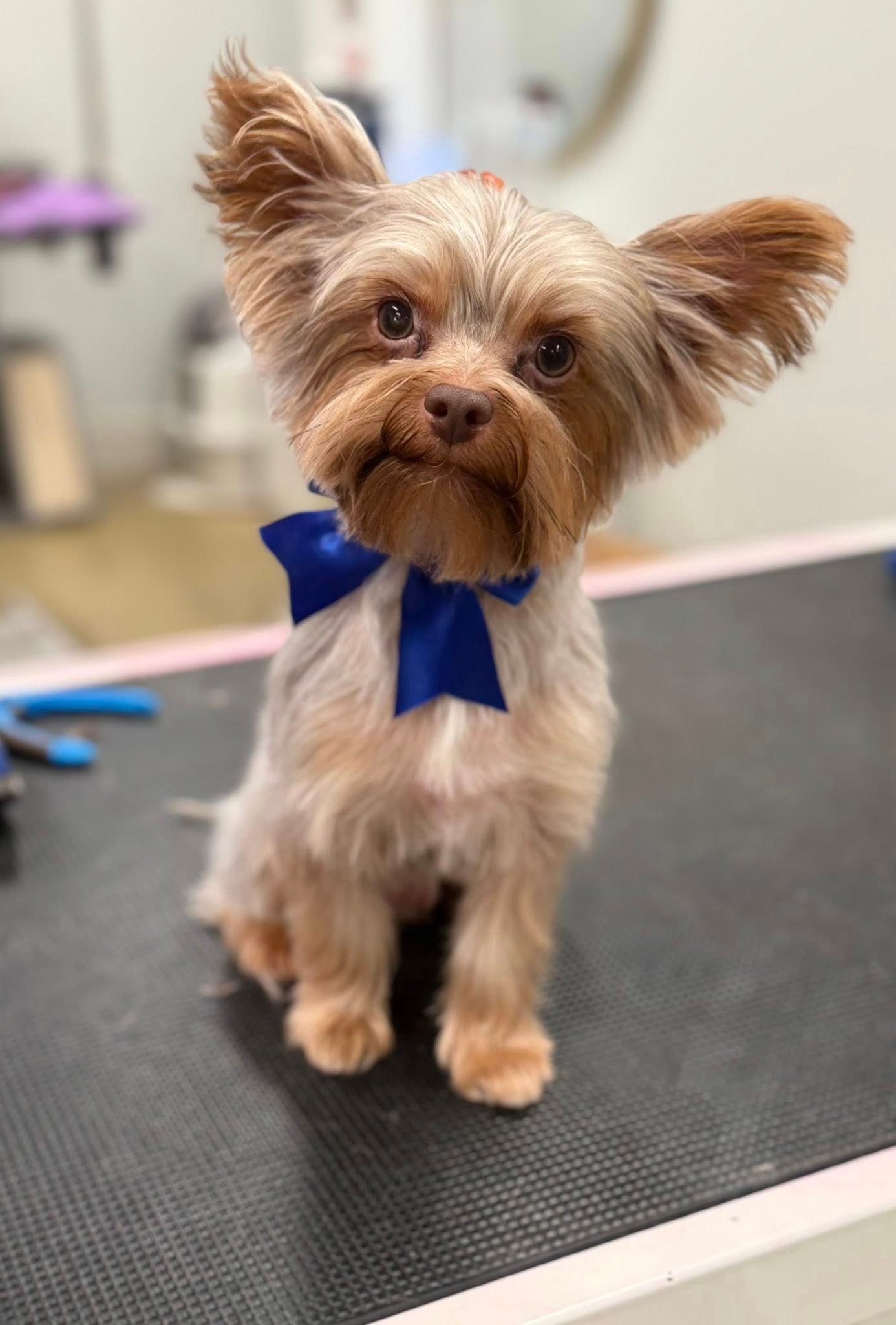 Barks and Bubbles photo