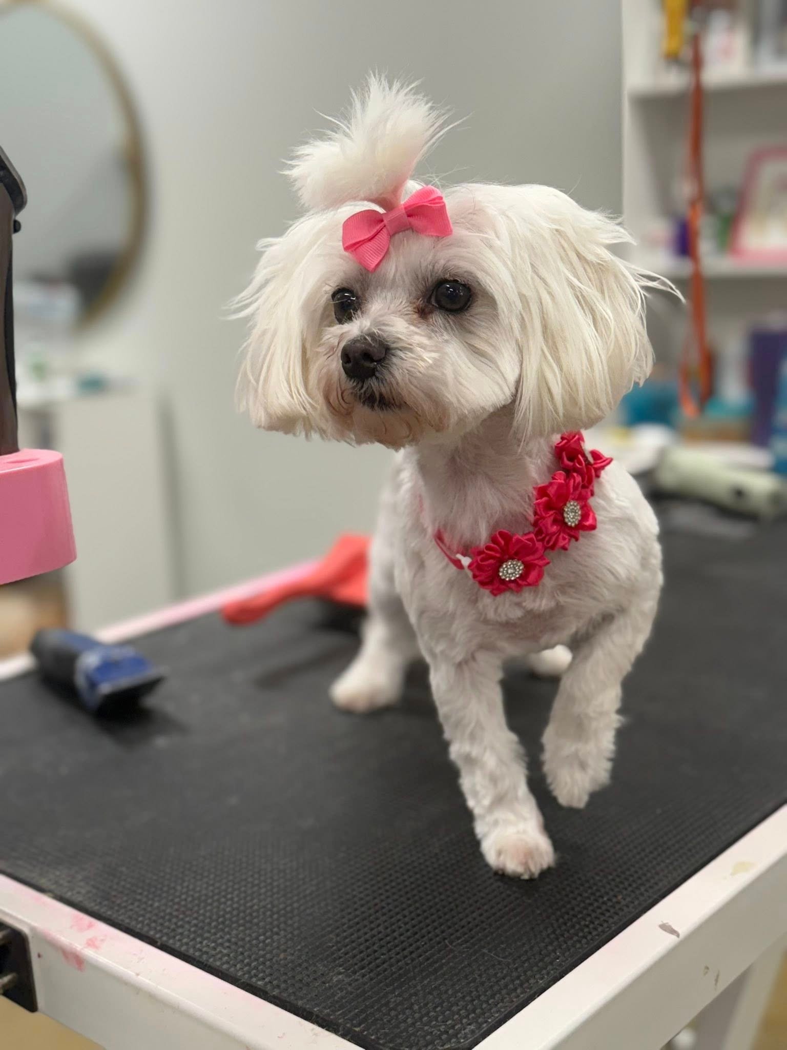 Barks and Bubbles photo