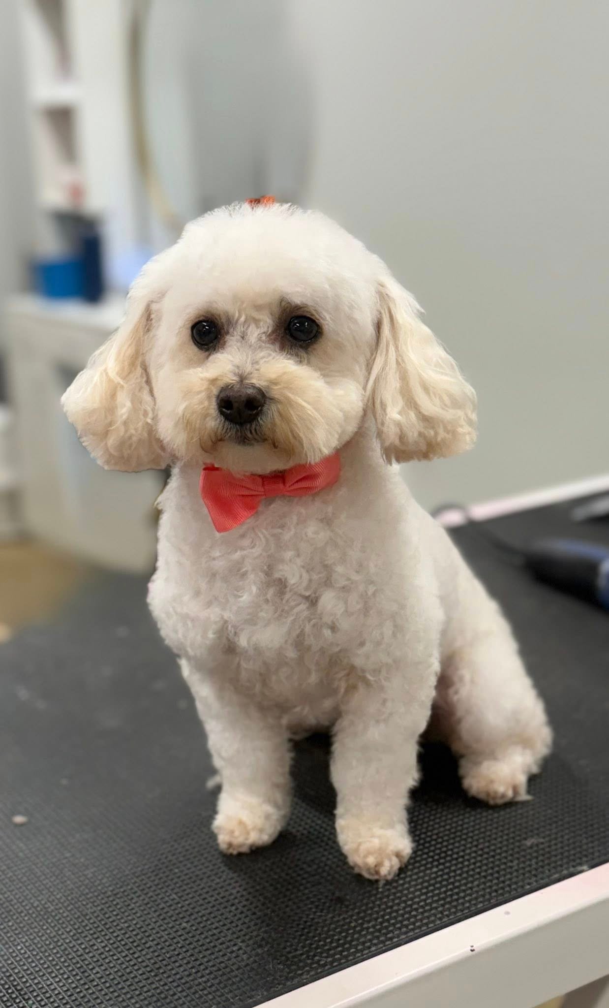 Barks and Bubbles photo