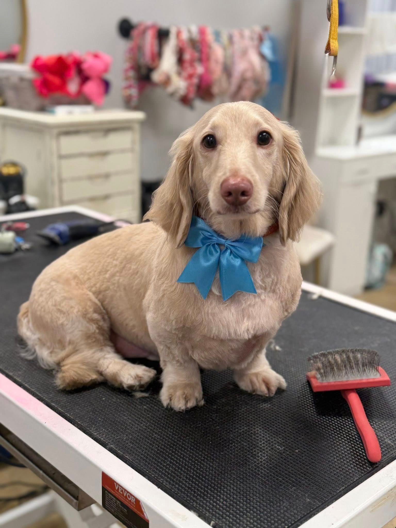 Barks and Bubbles photo