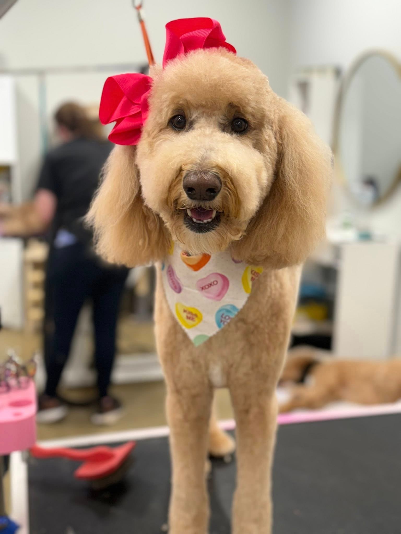 Barks and Bubbles photo