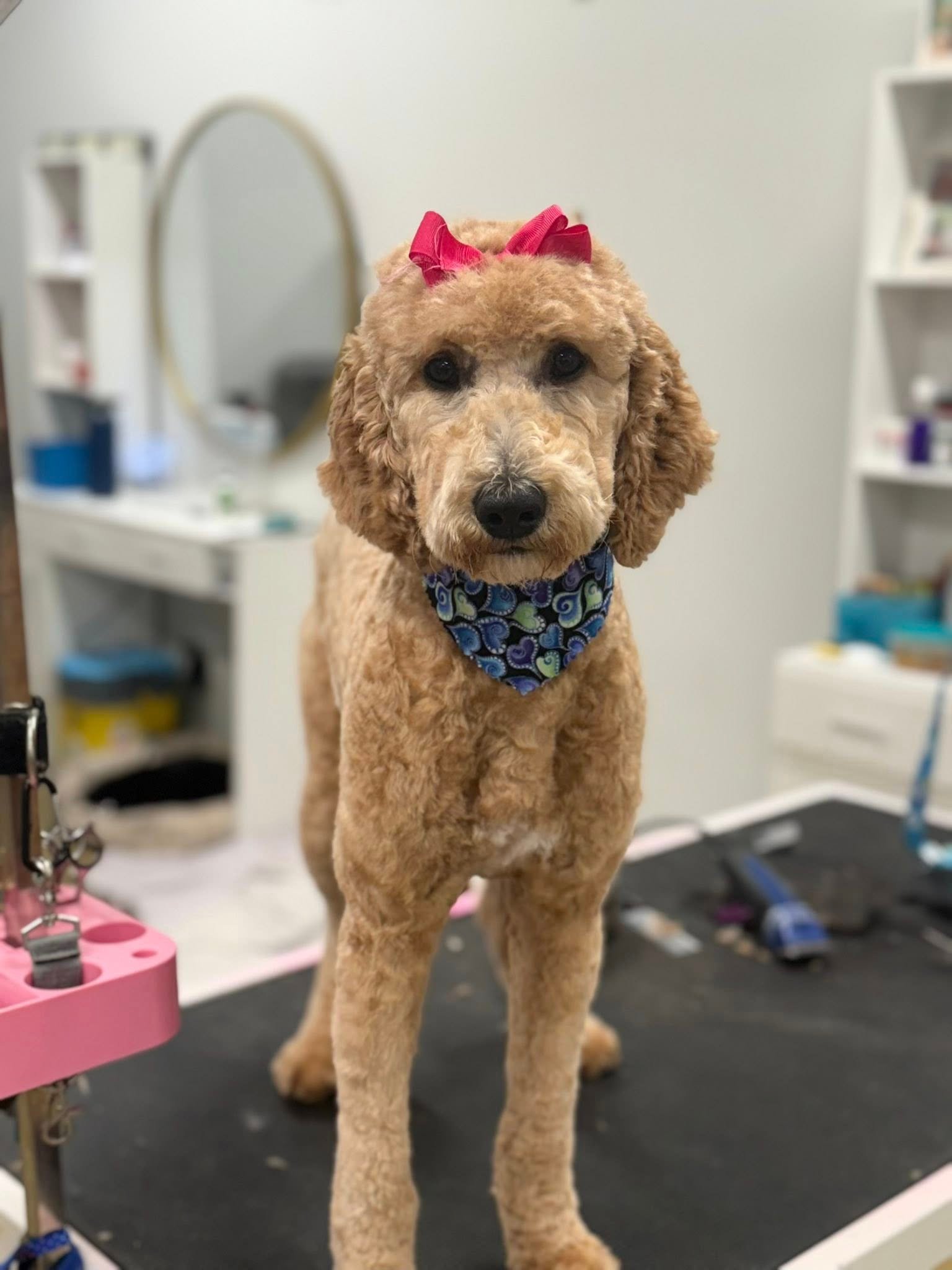 Barks and Bubbles photo