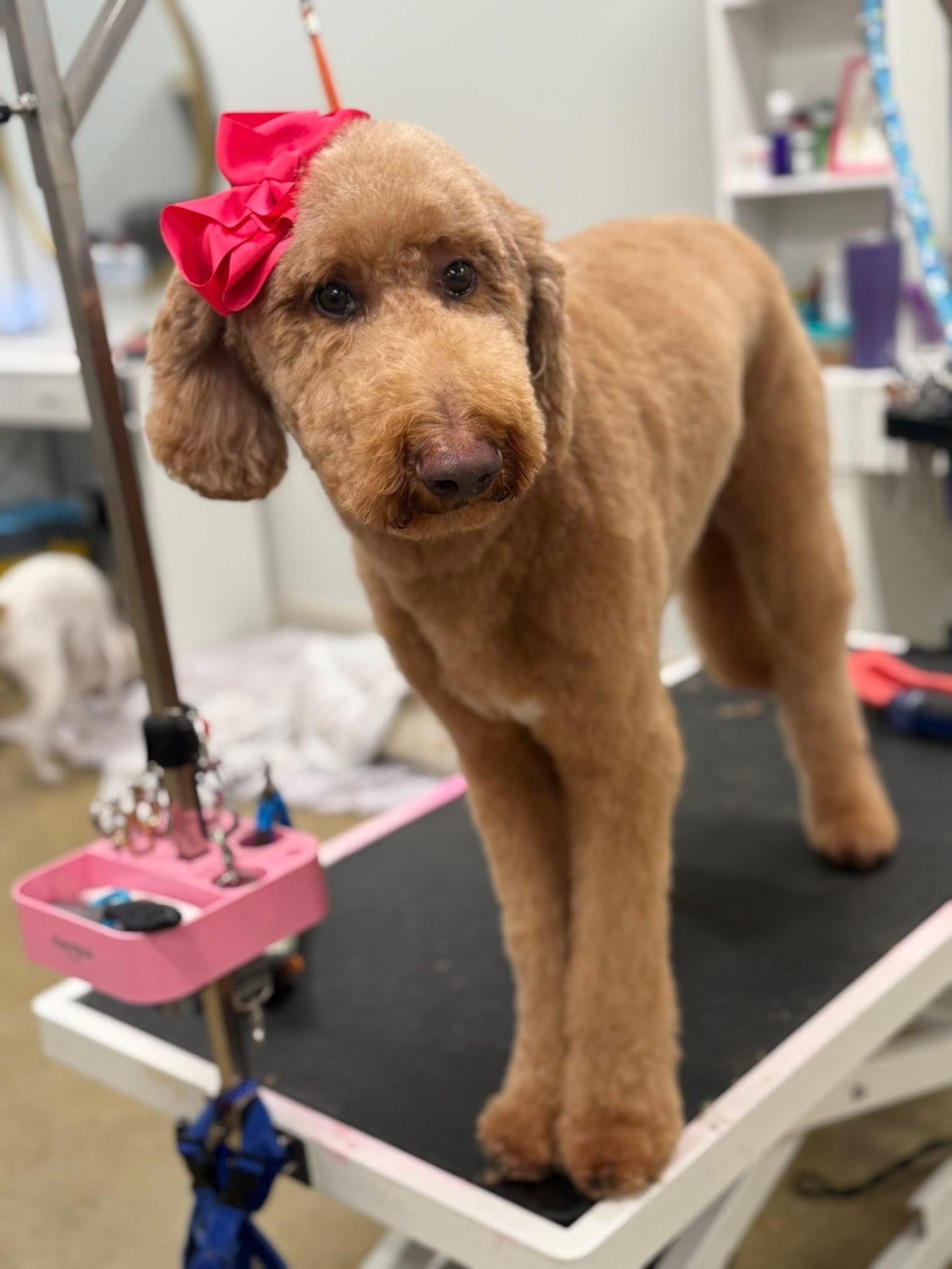 Barks and Bubbles photo